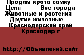 Продам крота самку › Цена ­ 200 - Все города Животные и растения » Другие животные   . Краснодарский край,Краснодар г.